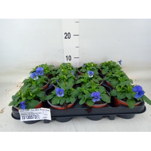 Viola corn. 'Evo Mini Violet Beaco'