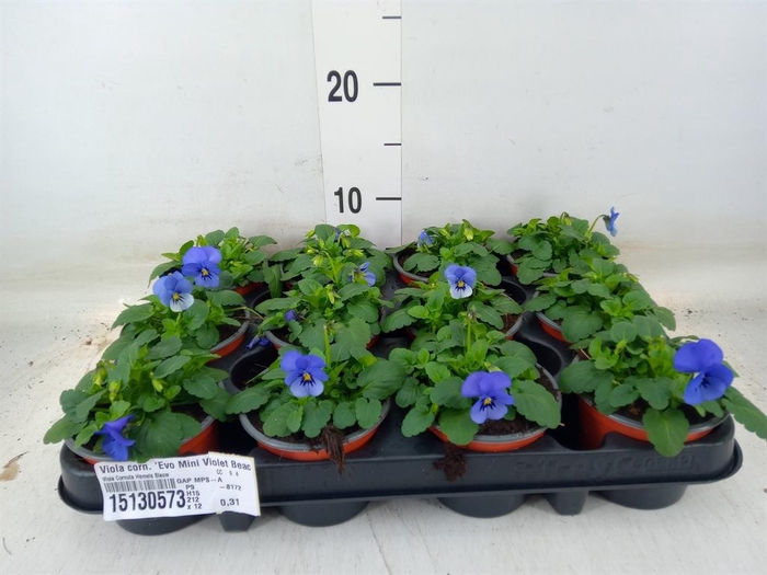 <h4>Viola corn. 'Evo Mini Violet Beaco'</h4>