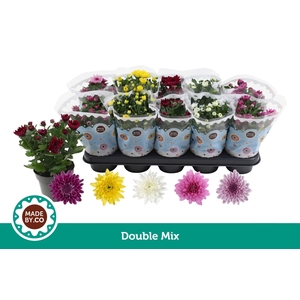 Chrysant Double Mix