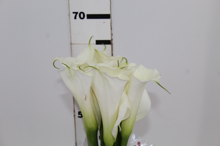 <h4>COPO DE LEITE BRANCO 070 CM</h4>