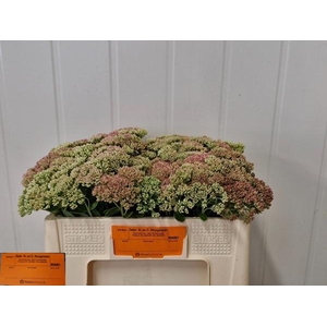 SEDUM SPECTABILE BLO