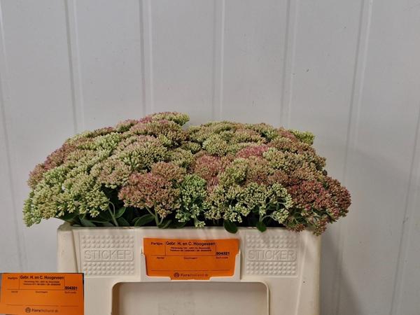<h4>SEDUM SPECTABILE BLO</h4>