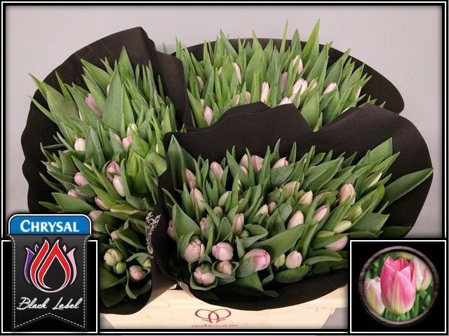 <h4>Tulipa si dynasty</h4>