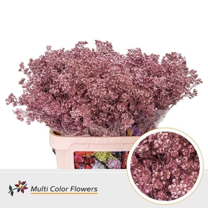 Chamelaucium Colored Wax CHAMPAGNE