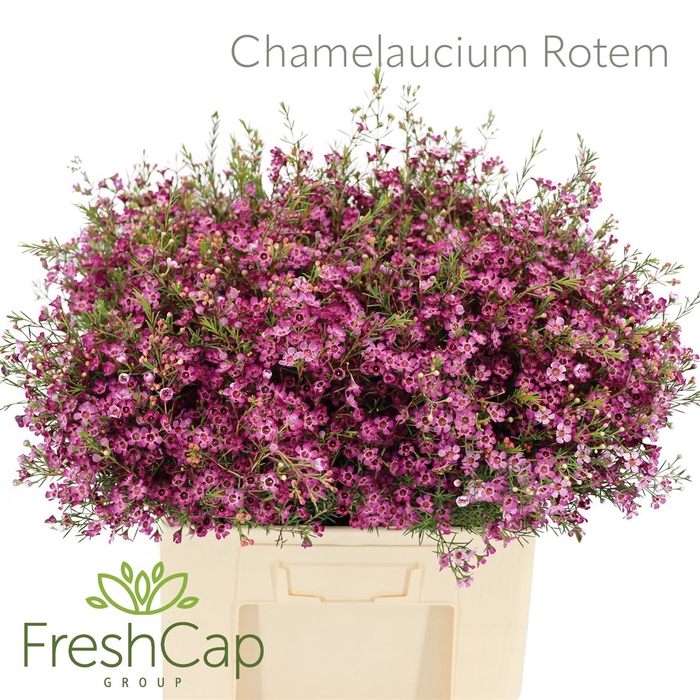 Chamelaucium Rotem