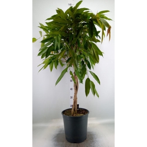 Ficus binn. 'Amstel King'