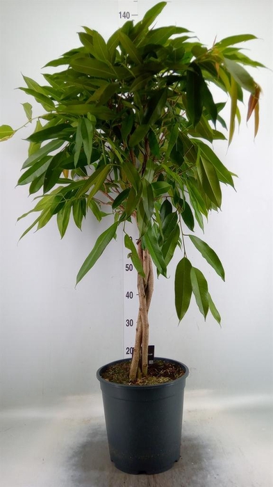 <h4>Ficus binn. 'Amstel King'</h4>