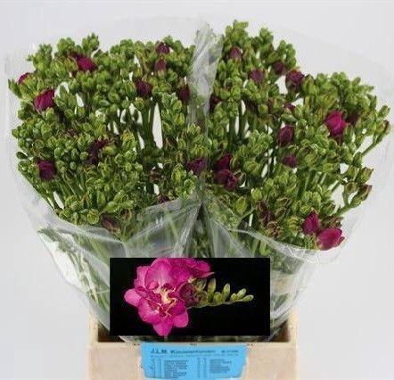 <h4>FR DU PURPLE RAIN</h4>