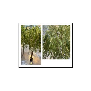 Af Salix Alba Giant H400 Green