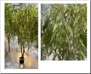 Af Salix Alba Giant H400 Green