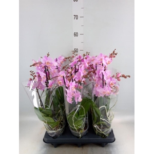 Phalaenopsis multi. 'Beaution'