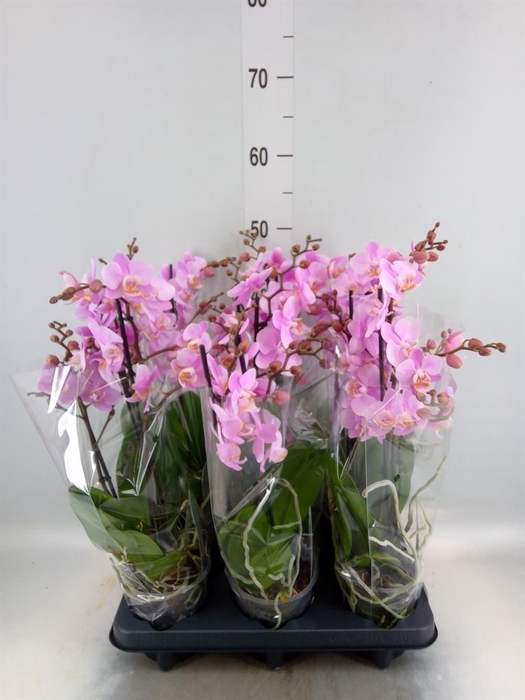 <h4>Phalaenopsis multi. 'Beaution'</h4>