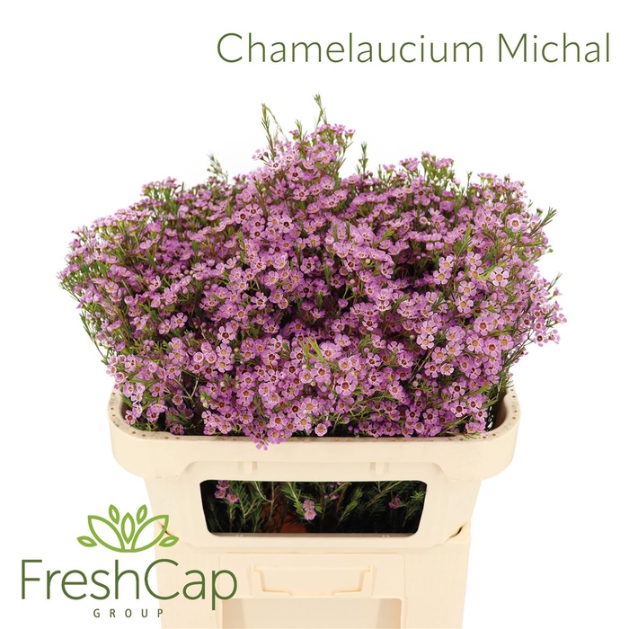 <h4>Chamelaucium Michal</h4>