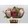 Protea Barbigera