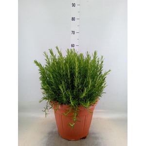 Rosmarinus offi.   ...