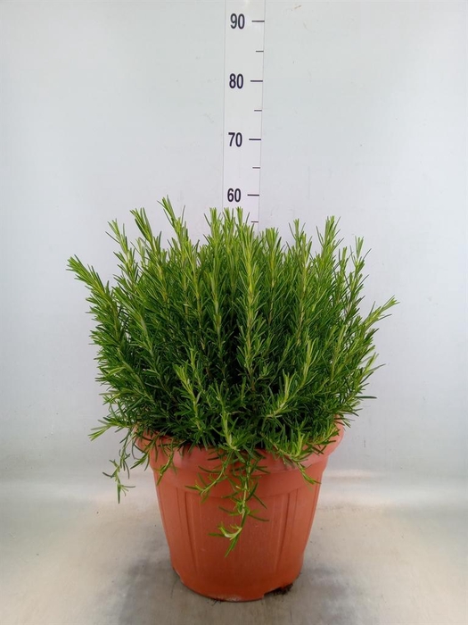 <h4>Rosmarinus offi.   ...</h4>