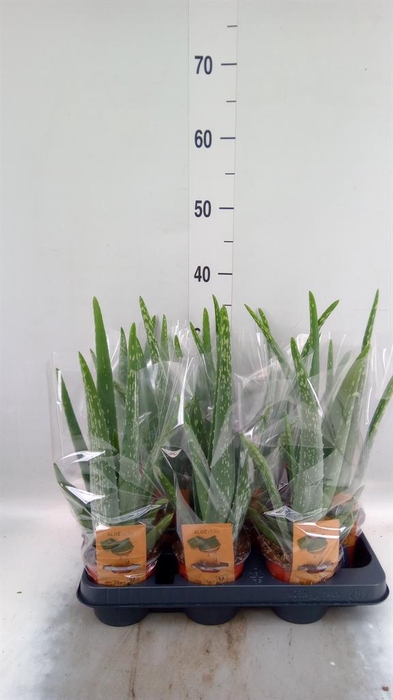 <h4>Aloe vera</h4>