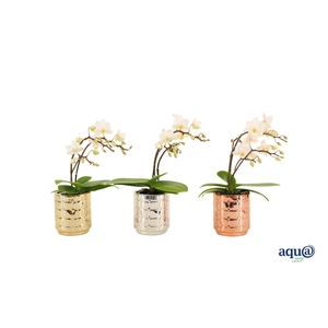 Mason Mix Tiny Dolls Wild Wit 3/4T18+ Aqu@