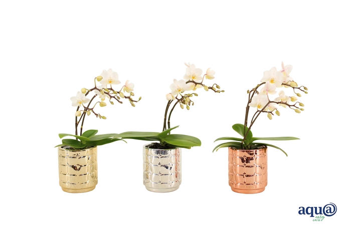 <h4>Mason Mix Tiny Dolls Wild Wit 3/4T18+ Aqu@</h4>