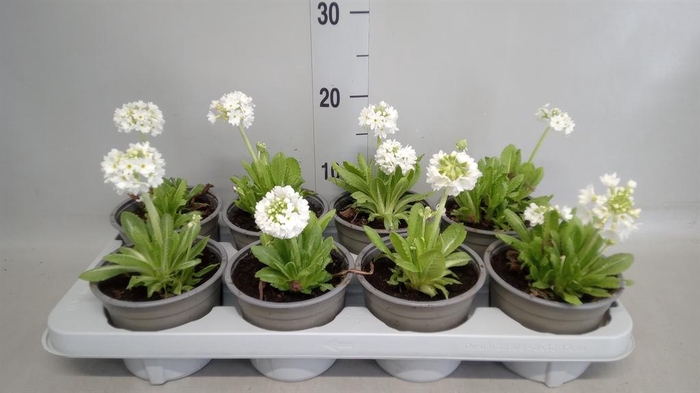 <h4>Primula denticulata</h4>