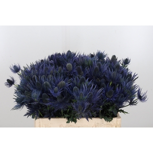 Eryn Alpinum