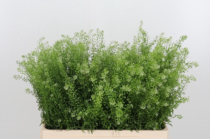 <h4>Lepidium Green Bell</h4>