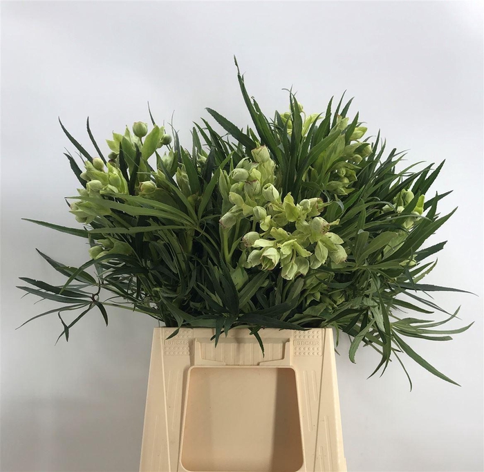 <h4>HELLEB FOETIDUS</h4>