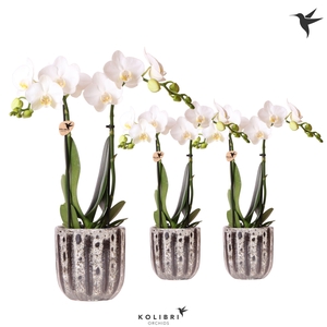 Kolibri Orchids Phalaenopsis white 2 spike in Soul pot