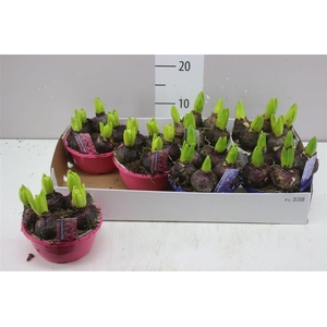 Hyacinthus Gemengd 5pp In Schaal Colour