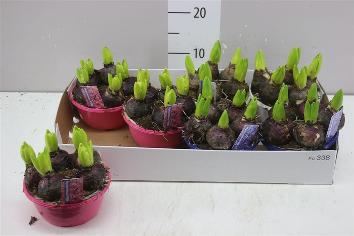 <h4>Hyacinthus Gemengd 5pp In Schaal Colour</h4>