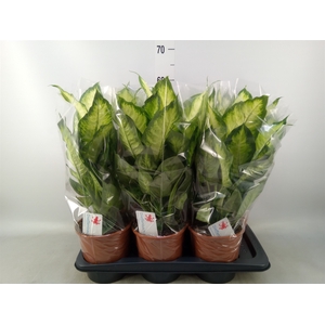 Dieffenbachia  'Camilla'