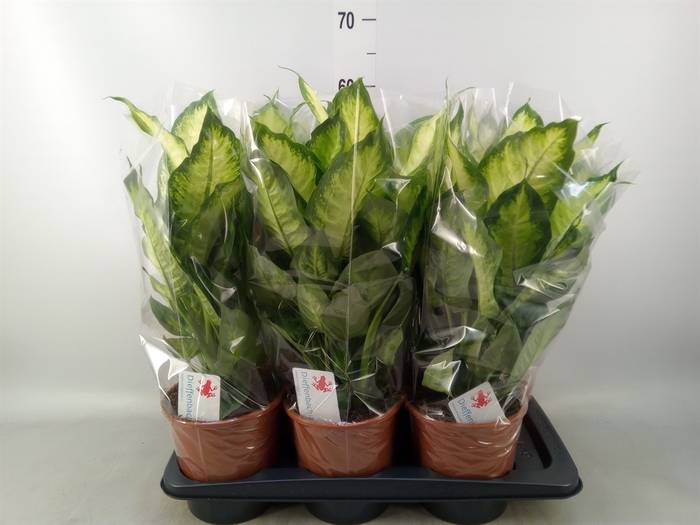 <h4>Dieffenbachia  'Camilla'</h4>