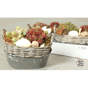 ARR SEMPERVIVUM