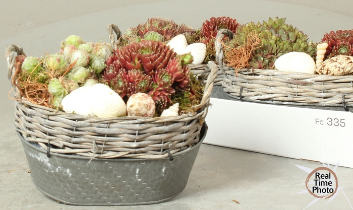 <h4>ARR SEMPERVIVUM</h4>