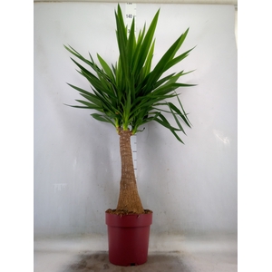 Yucca elephantipes   ...