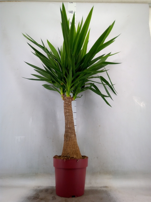 <h4>Yucca elephantipes   ...</h4>