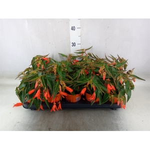 Begonia tuber. 'Bonfire'