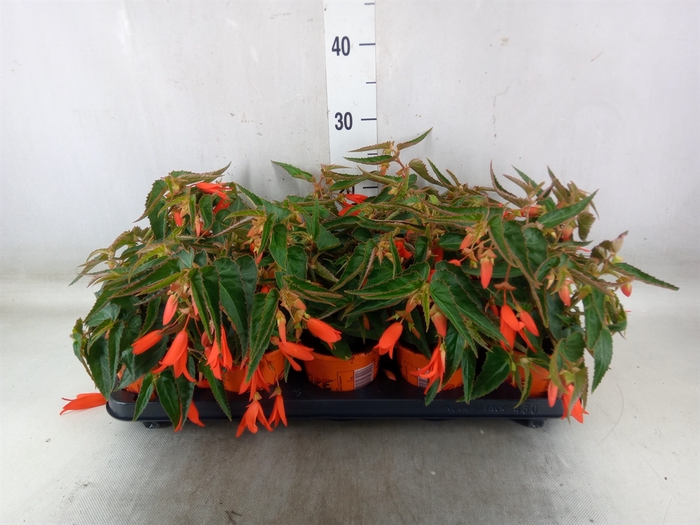 <h4>Begonia tuber. 'Bonfire'</h4>