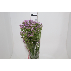 STATICE SINZII LILAC 080 CM