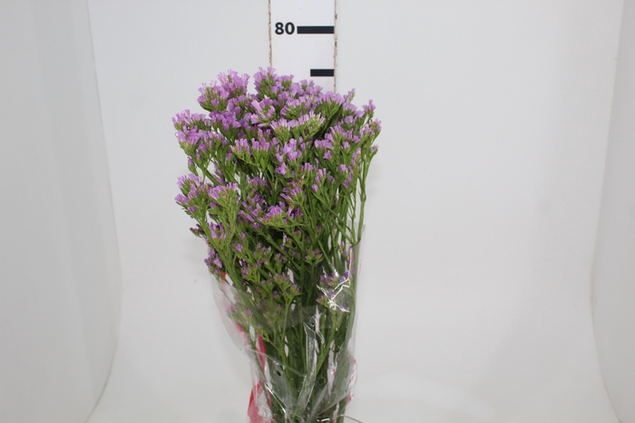 <h4>STATICE SINZII LILAC 080 CM</h4>