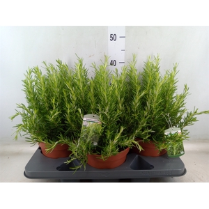 Rosmarinus officinalis   ...