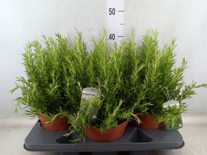 <h4>Rosmarinus officinalis   ...</h4>