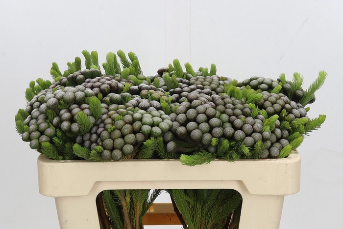 <h4>BRUN ALBIFLORA</h4>