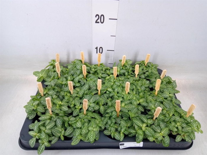 <h4>Fittonia verschaf.</h4>