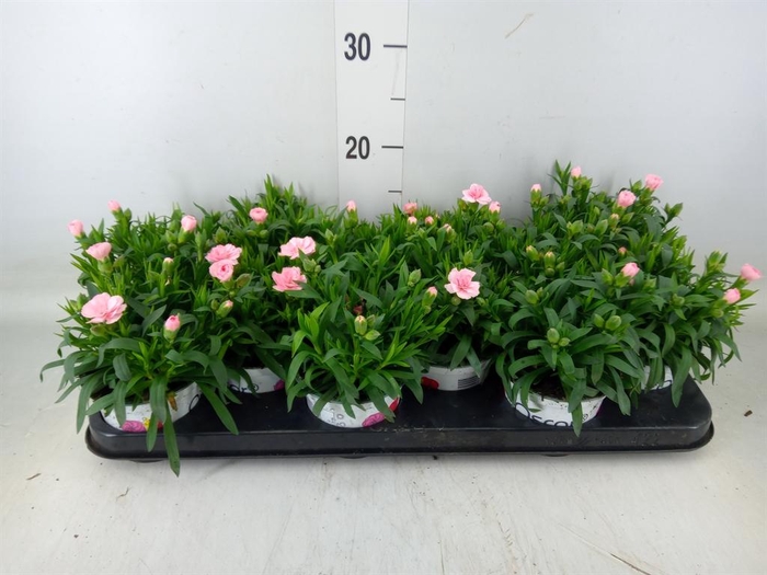 <h4>Dianthus  'Oscar Pink'</h4>