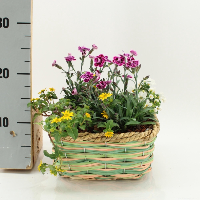 <h4>ARR TUINPLANTEN</h4>