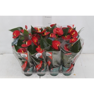 ANTHURIUM RED SUCCESS P09
