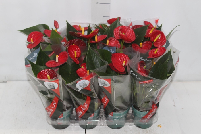 <h4>ANTHURIUM RED SUCCESS P09</h4>