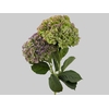 HORTENSIA FORCE CLASSICA 040 CM