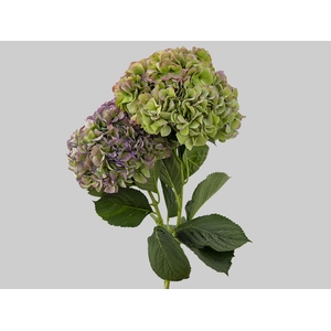 HORTENSIA FORCE CLASSICA 060 CM BICOLOR